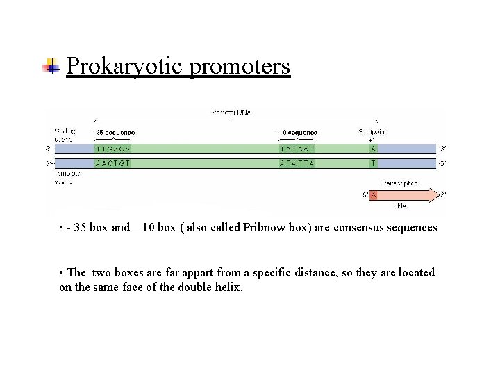 Prokaryotic promoters • - 35 box and – 10 box ( also called Pribnow