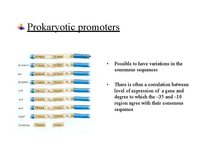 Prokaryotic promoters • Possible to have variations in the consensus sequences • There is