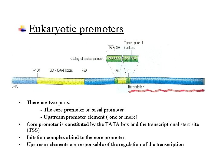 Eukaryotic promoters • • There are two parts: - The core promoter or basal