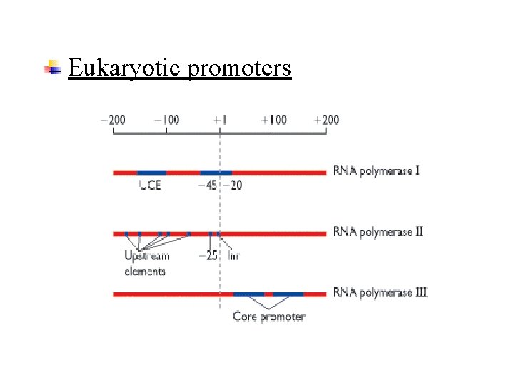 Eukaryotic promoters 
