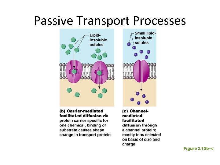 Passive Transport Processes Figure 3. 10 b–c 