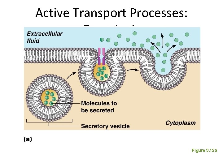 Active Transport Processes: Exocytosis Figure 3. 12 a 