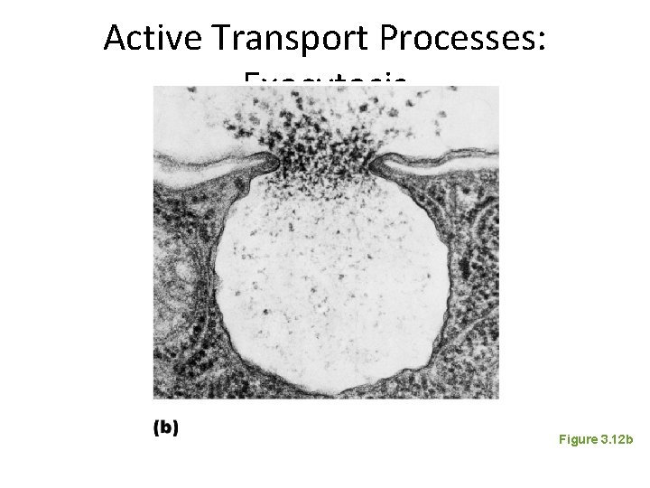 Active Transport Processes: Exocytosis Figure 3. 12 b 
