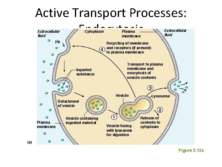 Active Transport Processes: Endocytosis Extracellular fluid Cytoplasm Pit Extracellular fluid Plasma membrane Recycling of