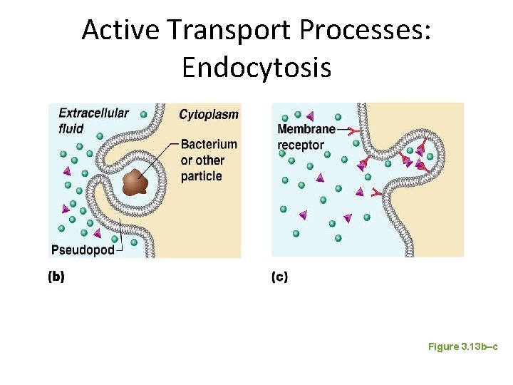 Active Transport Processes: Endocytosis Figure 3. 13 b–c 