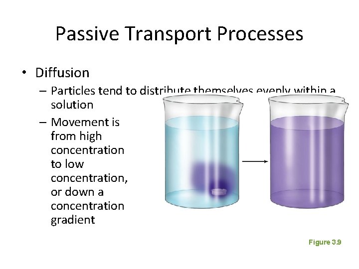 Passive Transport Processes • Diffusion – Particles tend to distribute themselves evenly within a