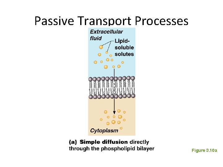 Passive Transport Processes Figure 3. 10 a 