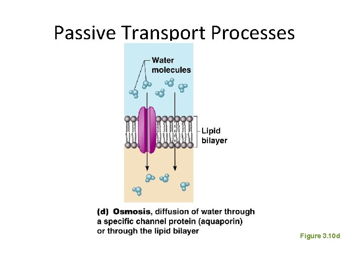 Passive Transport Processes Figure 3. 10 d 
