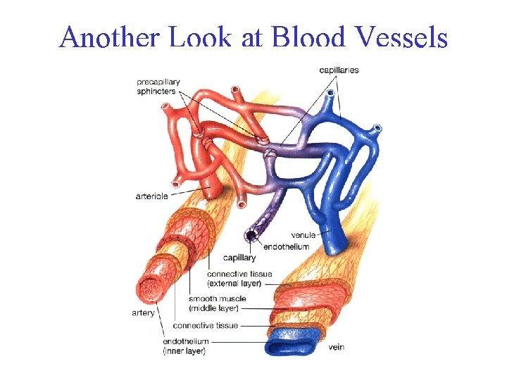 Another Look at Blood Vessels 
