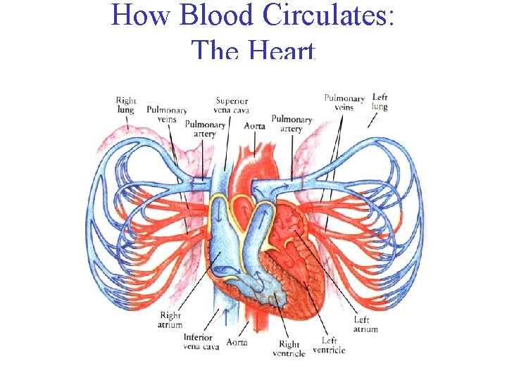 How Blood Circulates: The Heart 