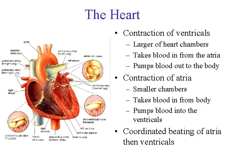 The Heart • Contraction of ventricals – Larger of heart chambers – Takes blood