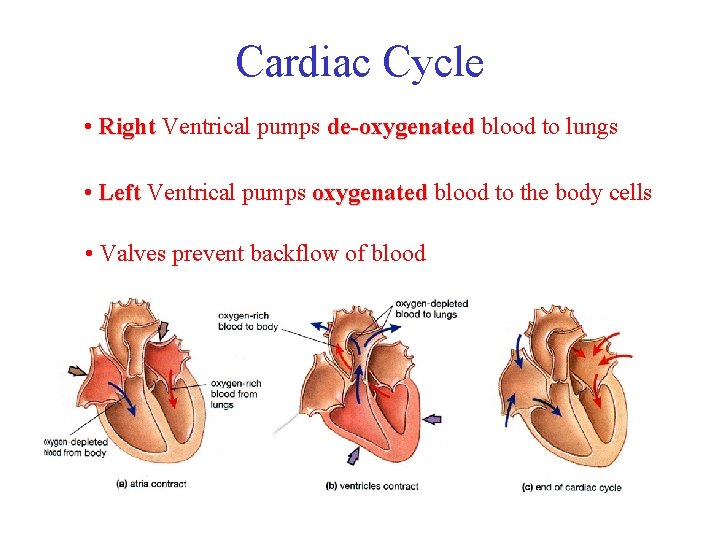 Cardiac Cycle • Right Ventrical pumps de-oxygenated blood to lungs • Left Ventrical pumps