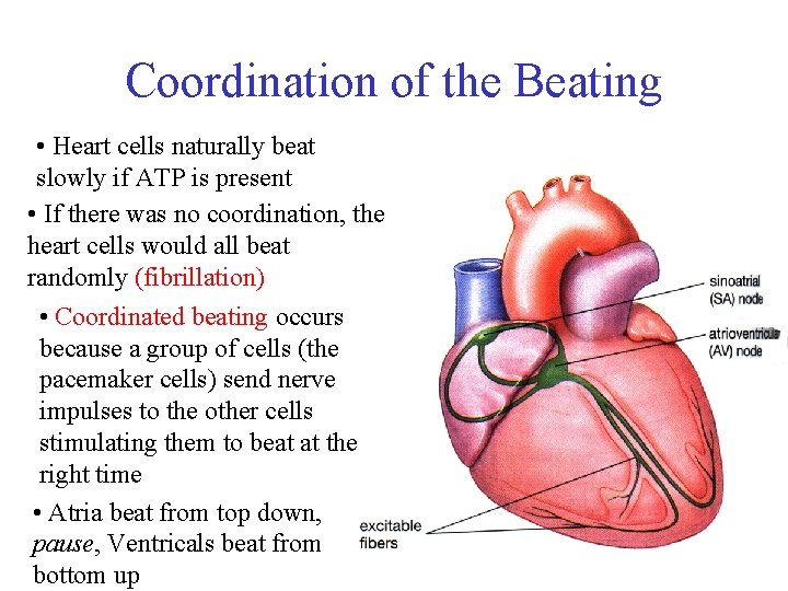 Coordination of the Beating • Heart cells naturally beat slowly if ATP is present