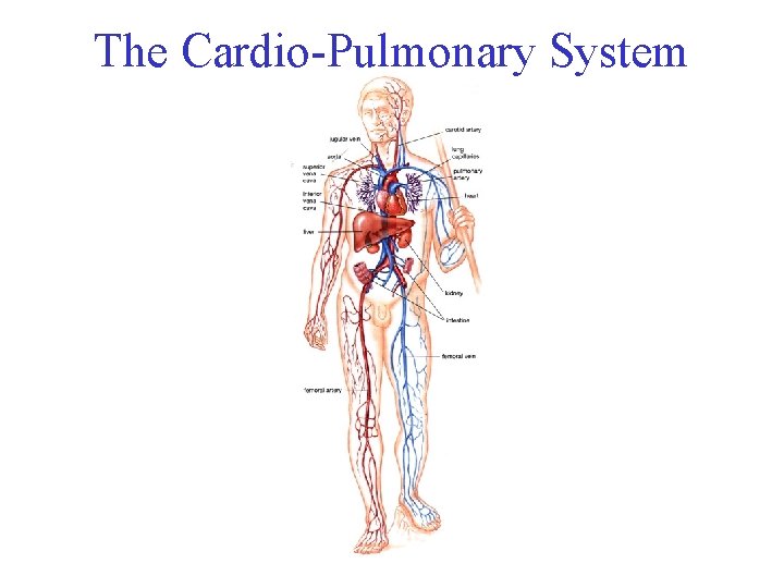 The Cardio-Pulmonary System 