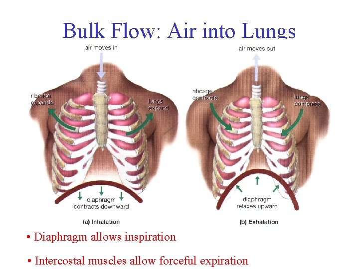 Bulk Flow: Air into Lungs • Diaphragm allows inspiration • Intercostal muscles allow forceful