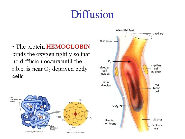 Diffusion • The protein HEMOGLOBIN binds the oxygen tightly so that no diffusion occurs