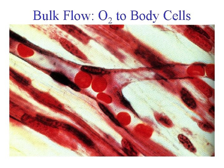 Bulk Flow: O 2 to Body Cells 