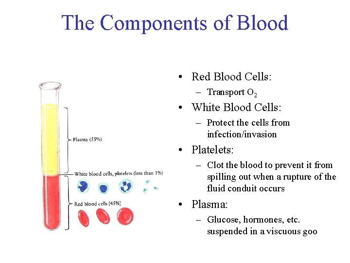The Components of Blood • Red Blood Cells: – Transport O 2 • White