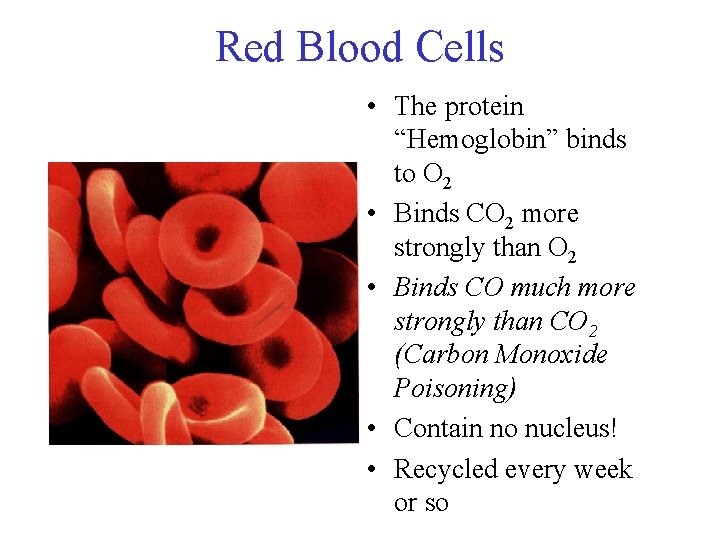 Red Blood Cells • The protein “Hemoglobin” binds to O 2 • Binds CO