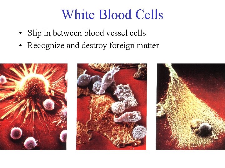 White Blood Cells • Slip in between blood vessel cells • Recognize and destroy