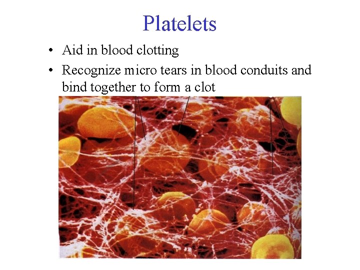 Platelets • Aid in blood clotting • Recognize micro tears in blood conduits and