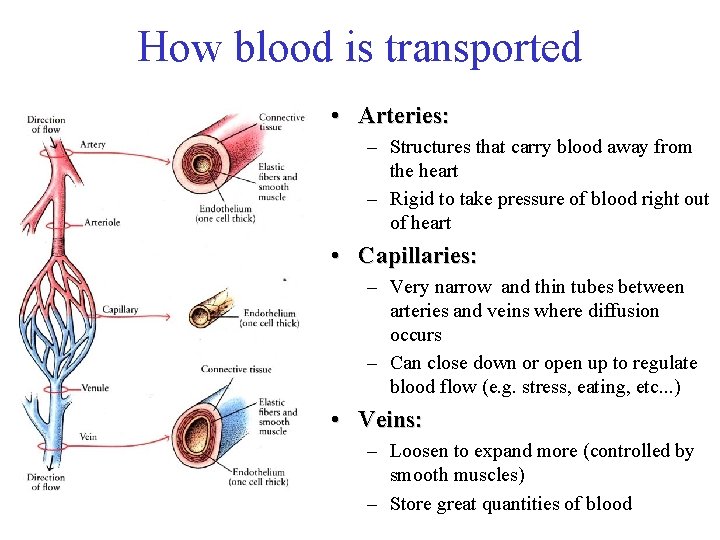 How blood is transported • Arteries: – Structures that carry blood away from the
