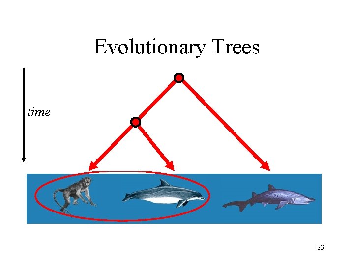 Evolutionary Trees time 23 