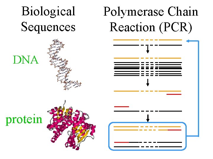 Biological Sequences DNA protein Polymerase Chain Reaction (PCR) 
