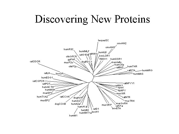 Discovering New Proteins herpes. EC crnv. HH 2 hum. RSC cmv. HH 3 humf.