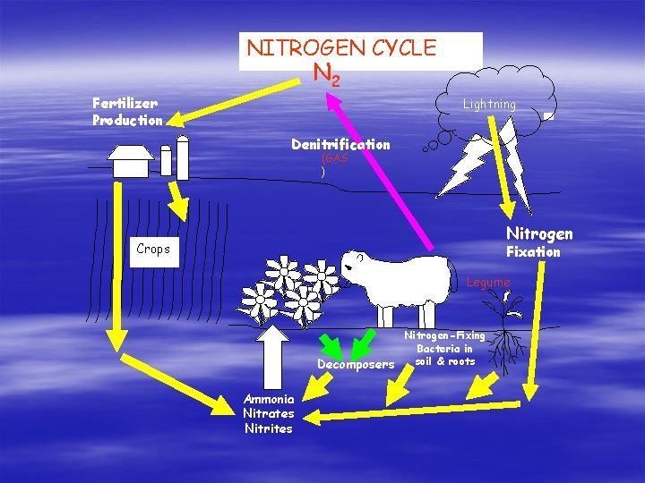 NITROGEN CYCLE N 2 Fertilizer Production Lightning Denitrification (GAS ) Nitrogen Crops Fixation Sheep