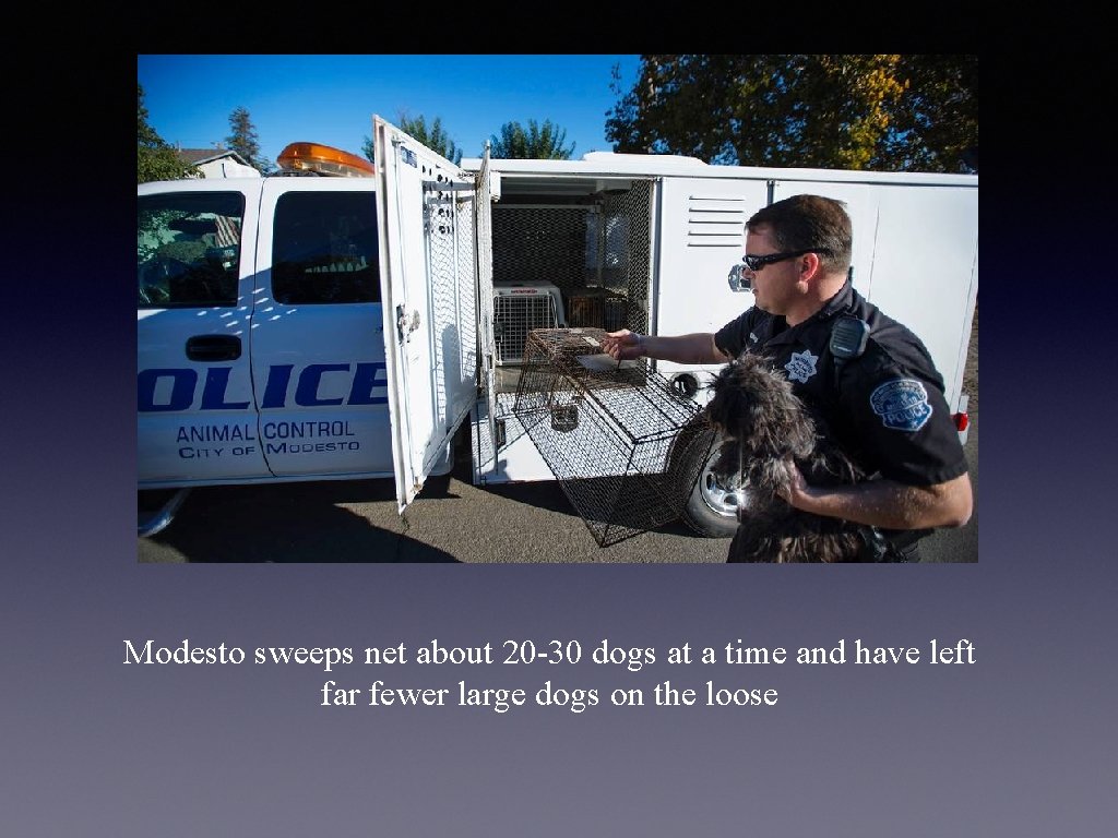 Modesto sweeps net about 20 -30 dogs at a time and have left far
