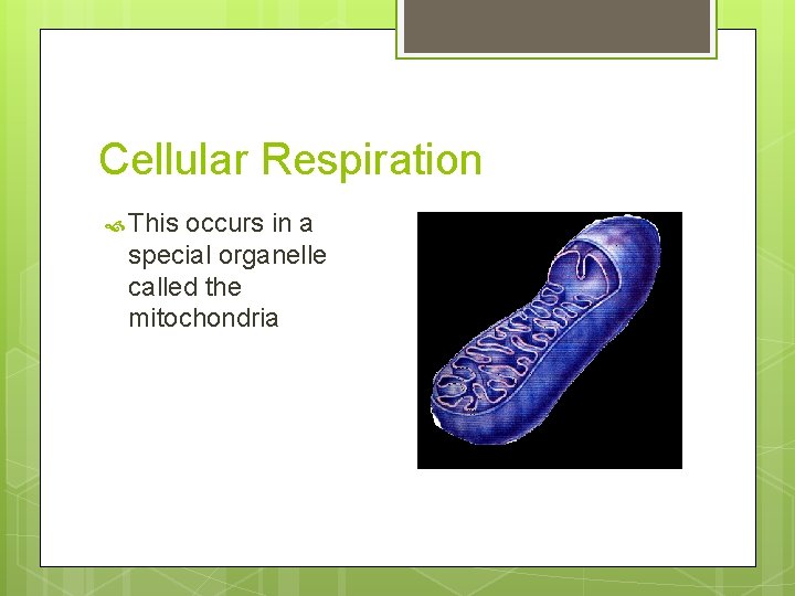 Cellular Respiration This occurs in a special organelle called the mitochondria 