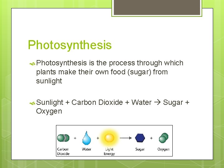 Photosynthesis is the process through which plants make their own food (sugar) from sunlight