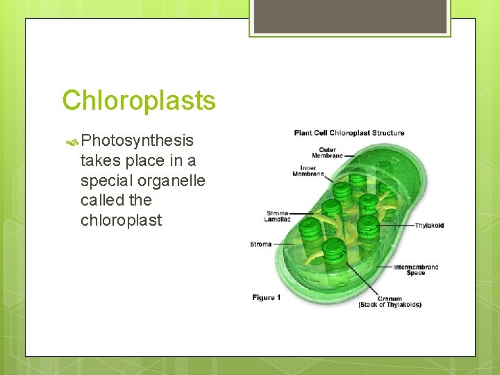 Chloroplasts Photosynthesis takes place in a special organelle called the chloroplast 