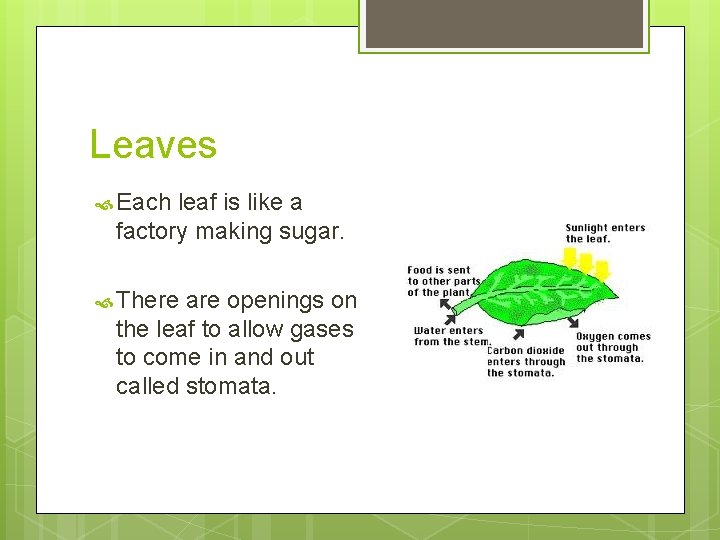 Leaves Each leaf is like a factory making sugar. There are openings on the