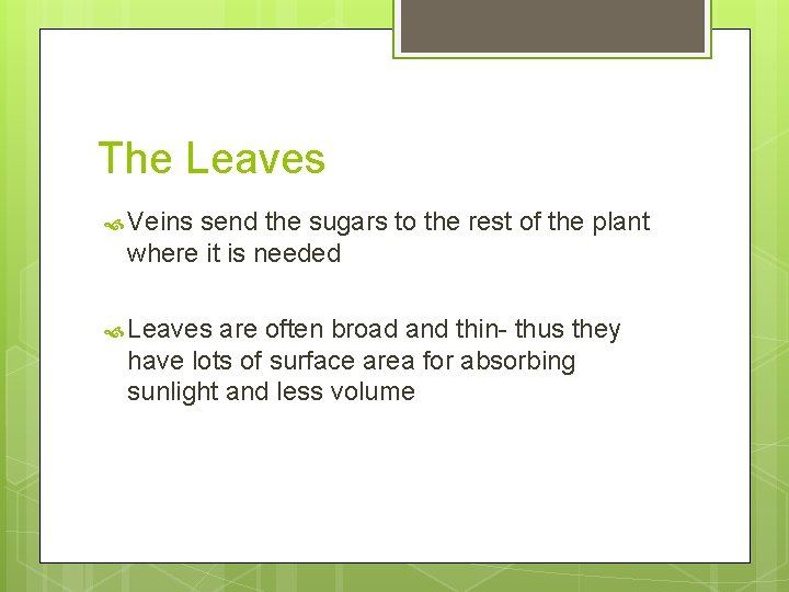 The Leaves Veins send the sugars to the rest of the plant where it