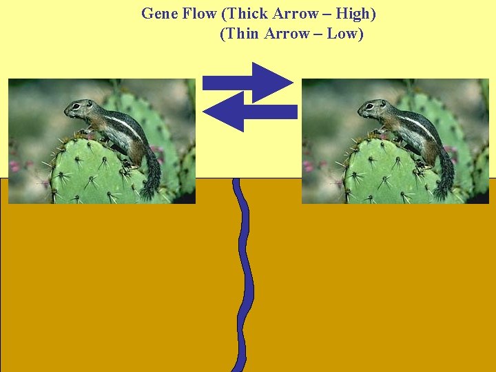 Gene Flow (Thick Arrow – High) (Thin Arrow – Low) 