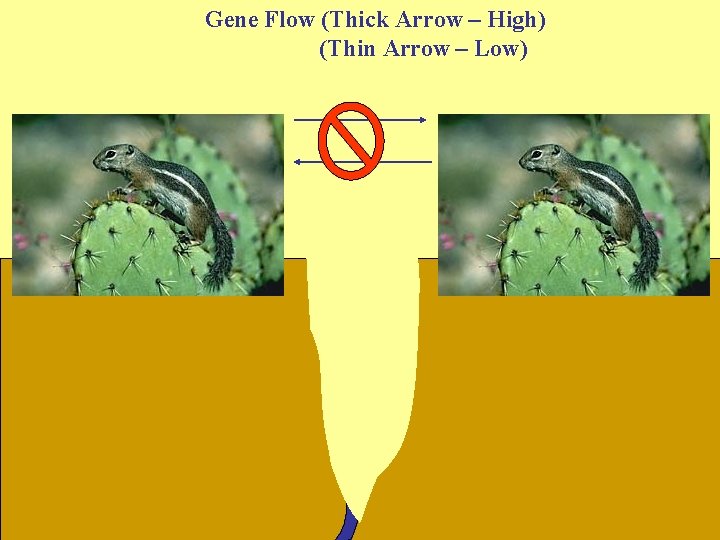 Gene Flow (Thick Arrow – High) (Thin Arrow – Low) 