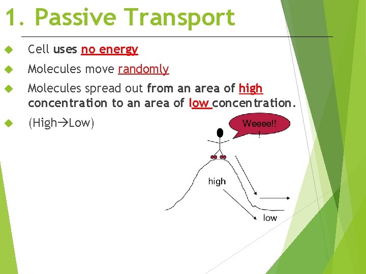 1. Passive Transport Cell uses no energy Molecules move randomly Molecules spread out from