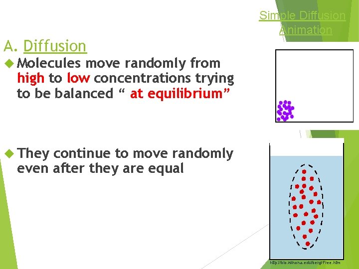 Simple Diffusion Animation A. Diffusion Molecules move randomly from high to low concentrations trying
