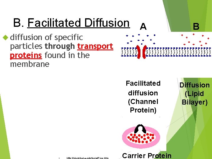 B. Facilitated Diffusion A B Facilitated diffusion (Channel Protein) Diffusion (Lipid Bilayer) diffusion of