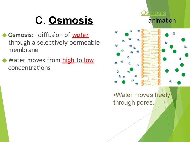 C. Osmosis animation Osmosis: diffusion of water through a selectively permeable membrane Water moves