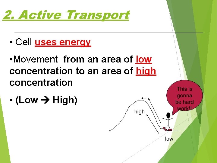 2. Active Transport • Cell uses energy • Movement from an area of low