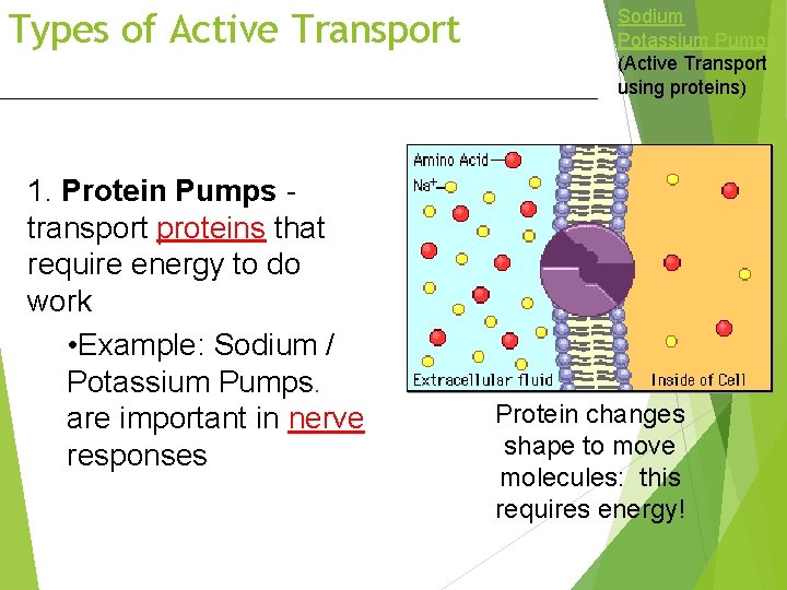 Types of Active Transport 1. Protein Pumps transport proteins that require energy to do