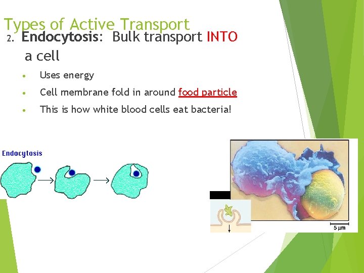 Types of Active Transport 2. Endocytosis: Bulk transport INTO a cell • Uses energy