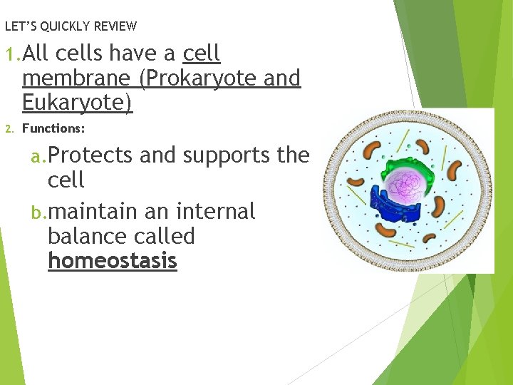 LET’S QUICKLY REVIEW 1. All cells have a cell membrane (Prokaryote and Eukaryote) 2.