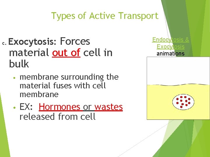 Types of Active Transport c. Exocytosis: Forces material out of cell in bulk •