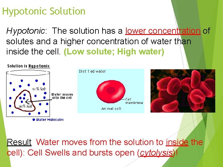 Hypotonic Solution Hypotonic: The solution has a lower concentration of solutes and a higher