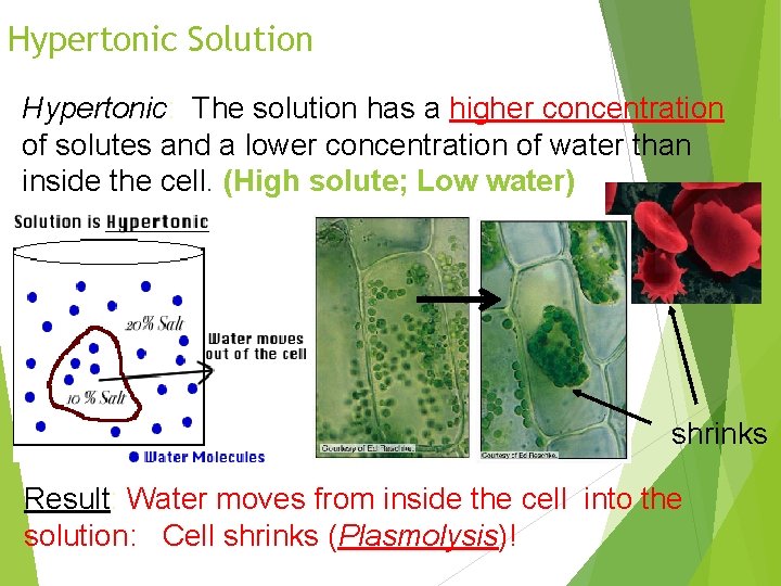 Hypertonic Solution Hypertonic: The solution has a higher concentration of solutes and a lower