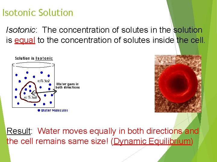 Isotonic Solution Isotonic: The concentration of solutes in the solution is equal to the